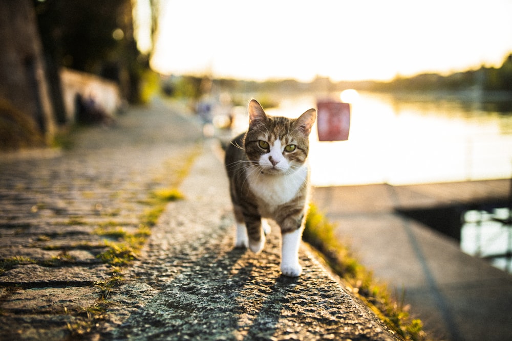brown and white tabby cat walking on the street during daytime