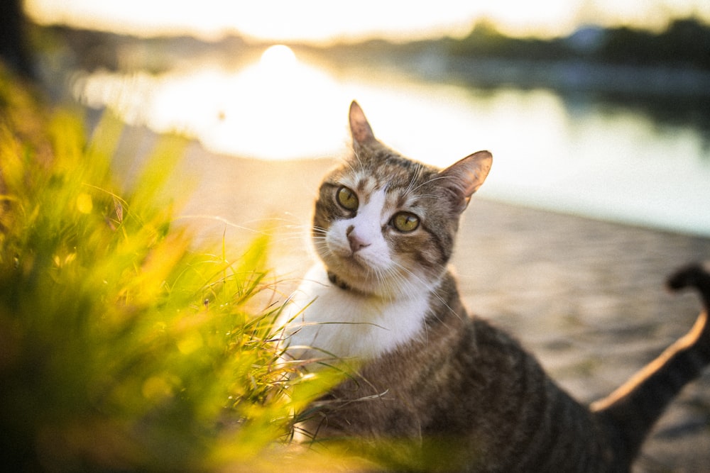 brown tabby cat on yellow and white flower