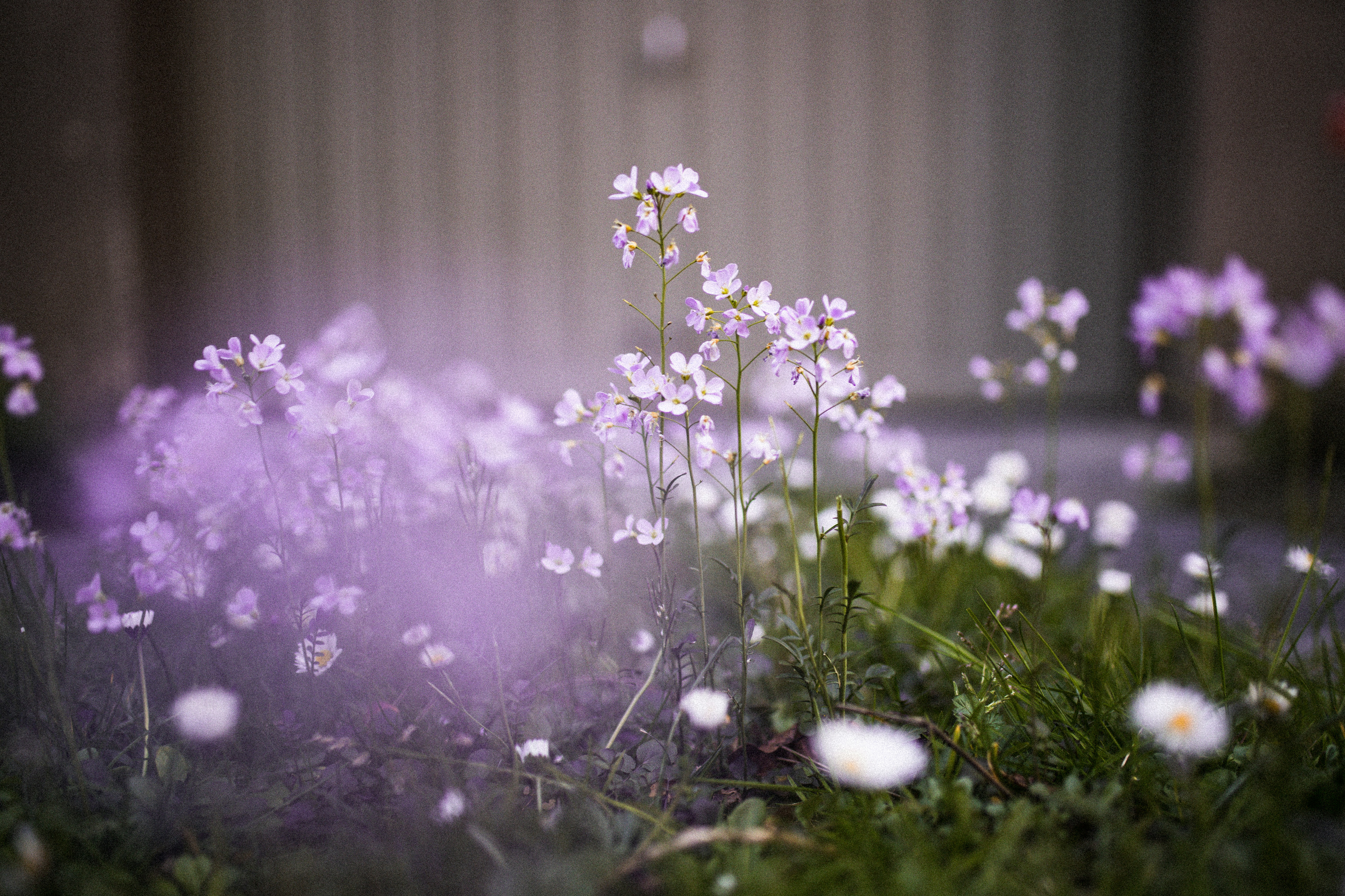 white flowers with green leaves