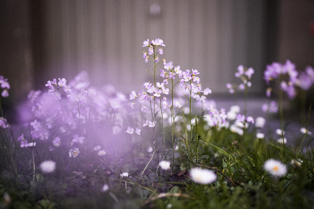 white flowers with green leaves