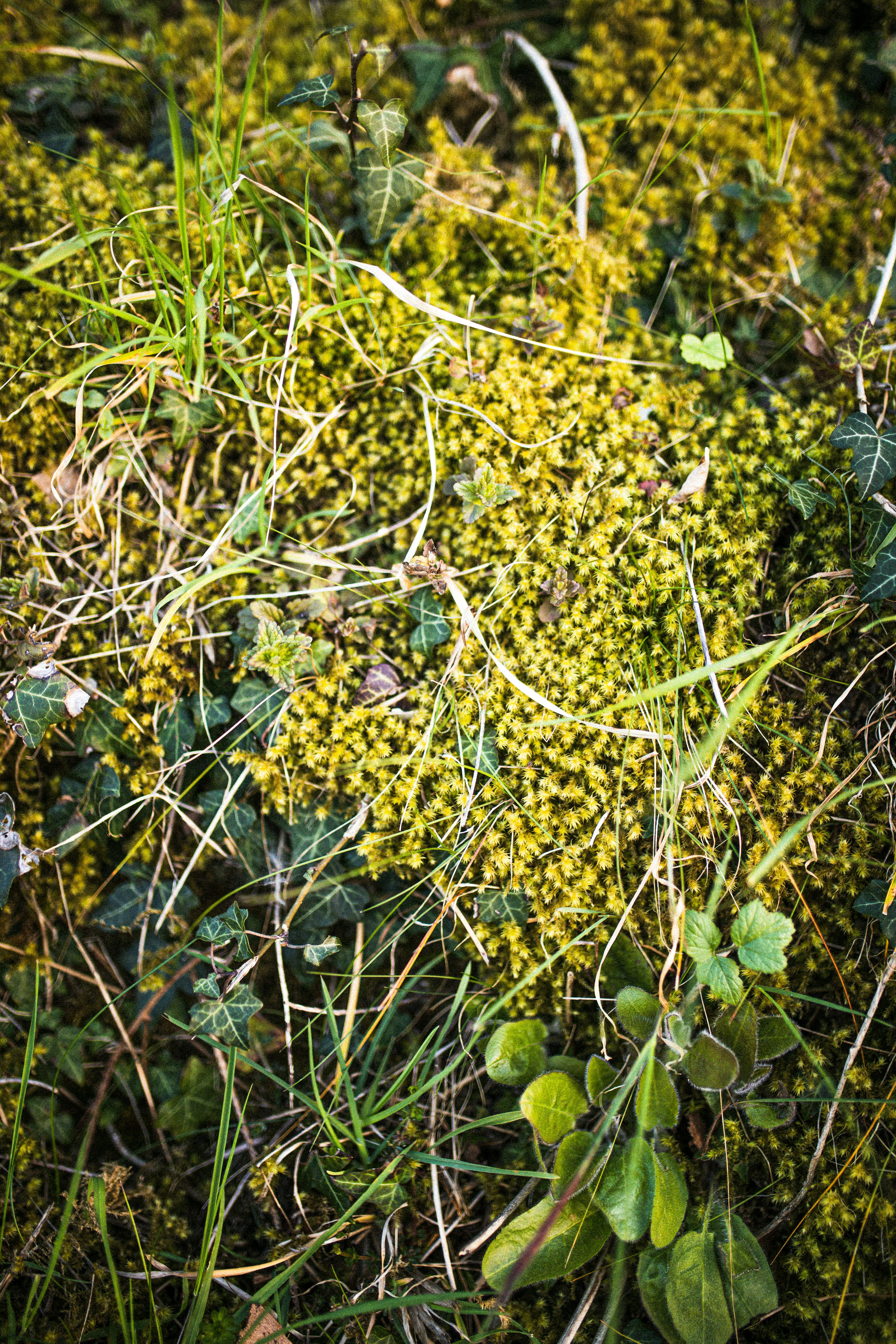 yellow flowers on green grass