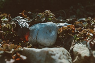 gray stone on brown dried leaves