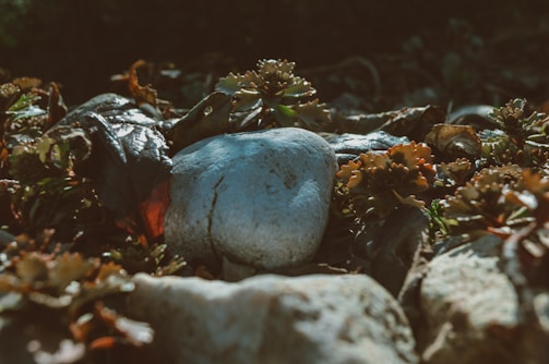 gray stone on brown dried leaves