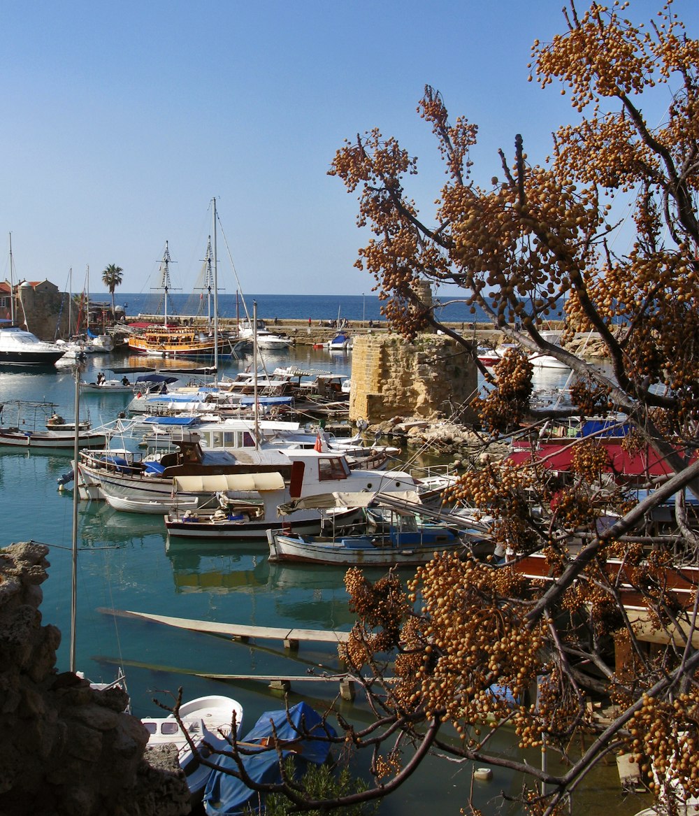 white and blue boats on dock during daytime