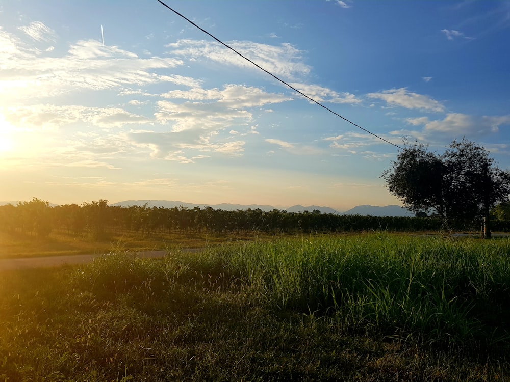 Champ d’herbe verte sous le ciel bleu pendant la journée