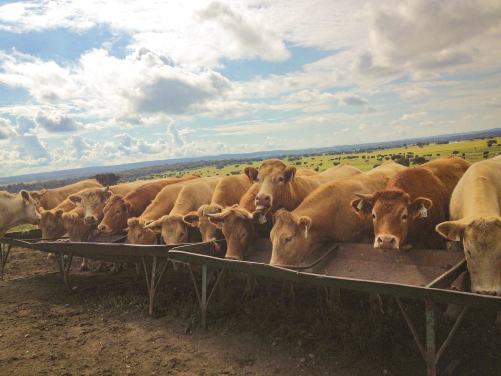 brown cow on brown field during daytime