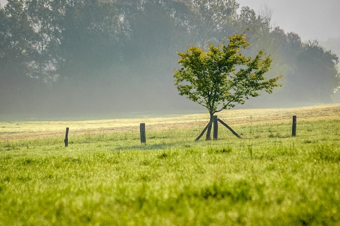 green tree on green grass field during daytime