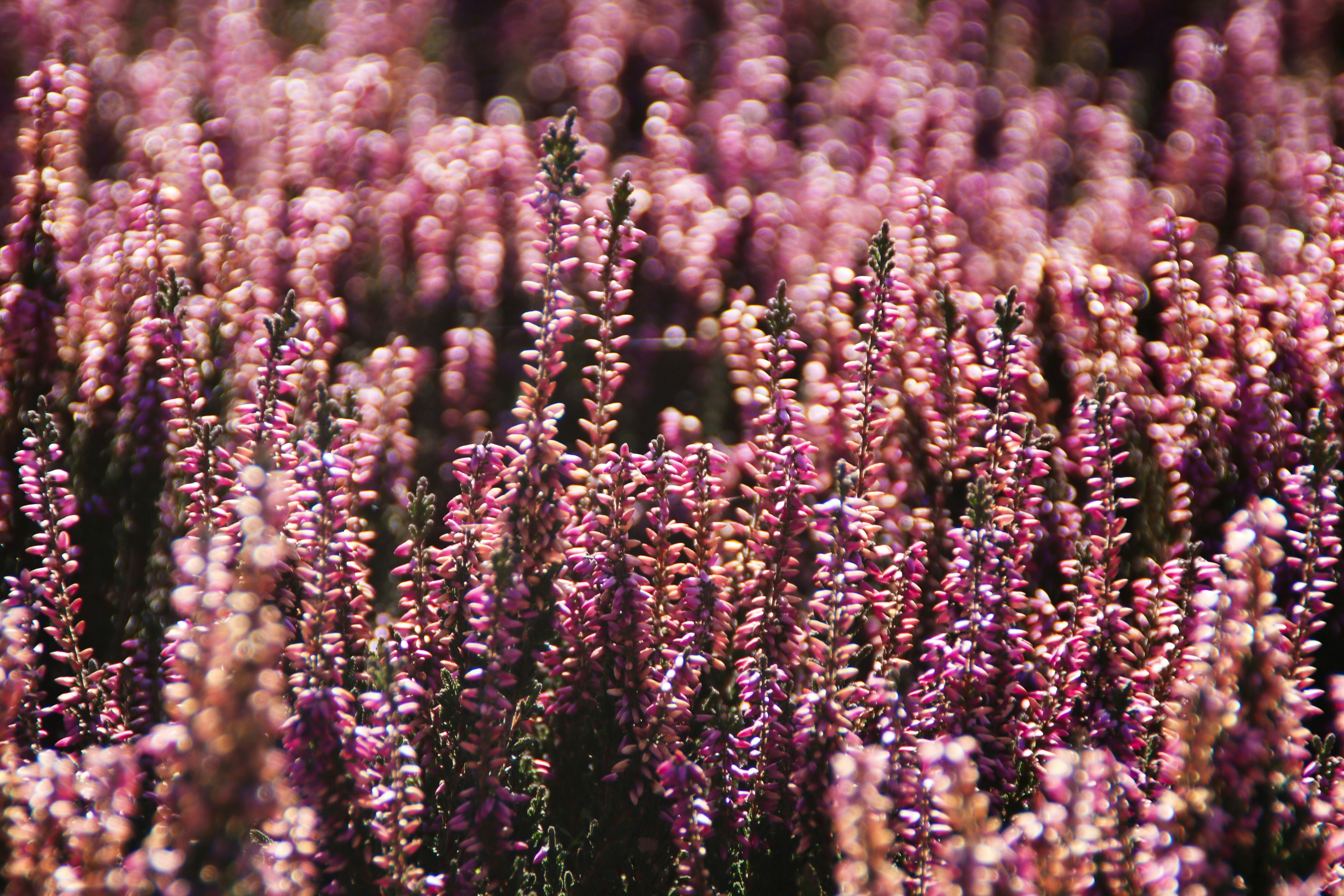 Photo by lorisoberlaender