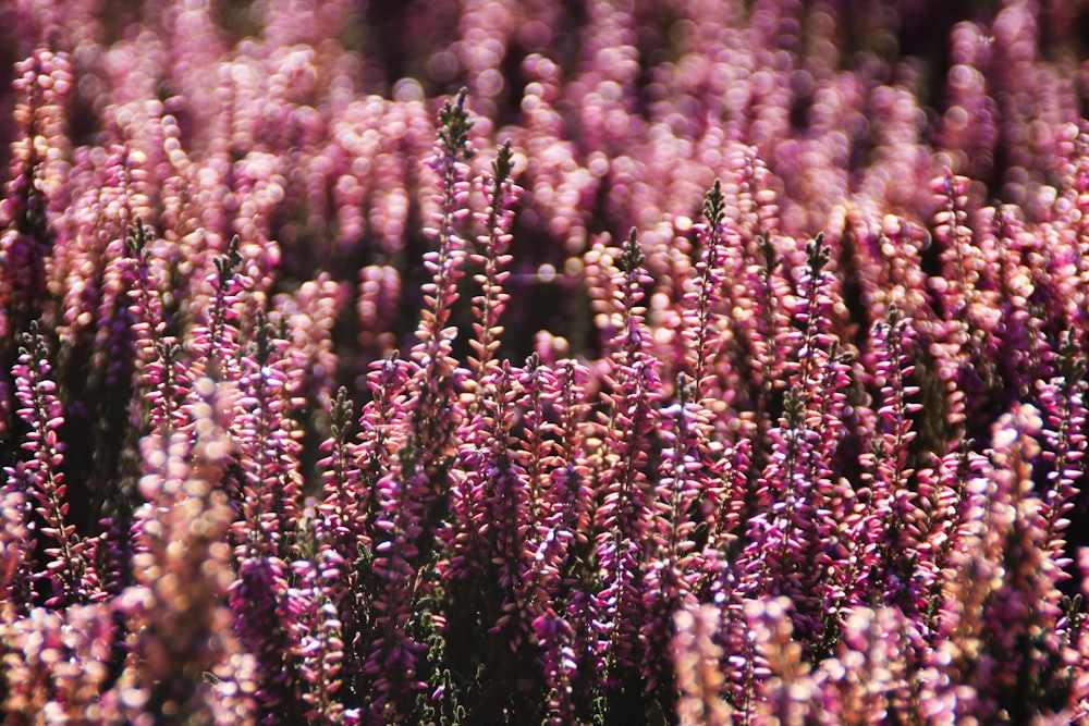 purple and white flower field during daytime