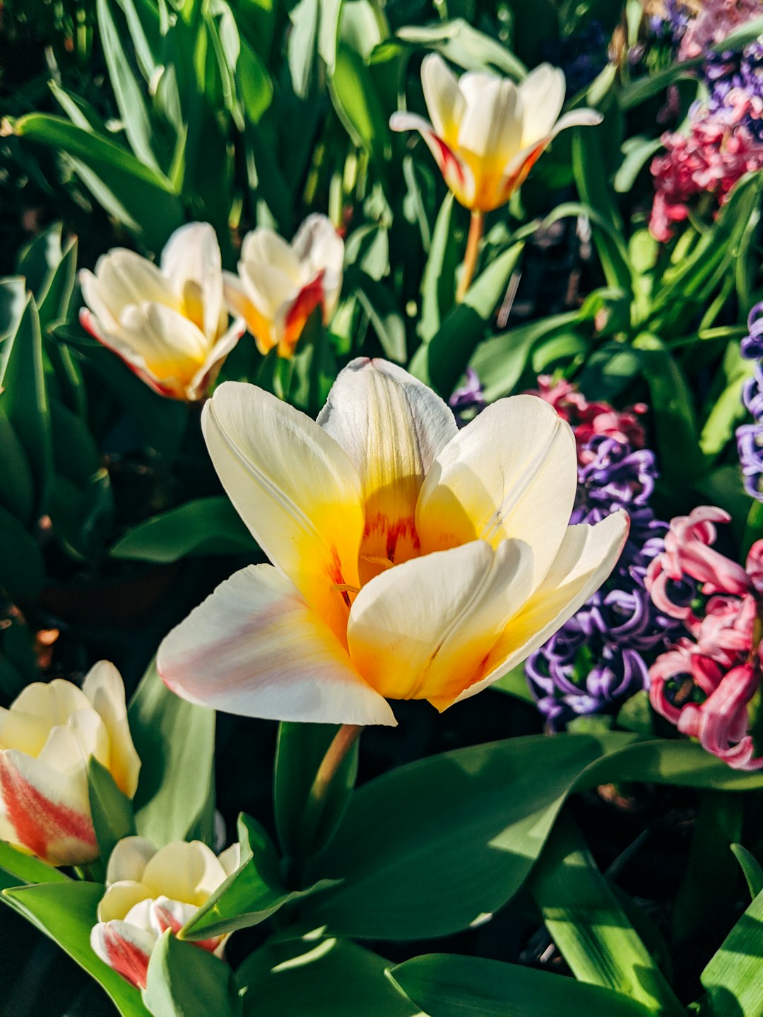 white and yellow flower in bloom during daytime