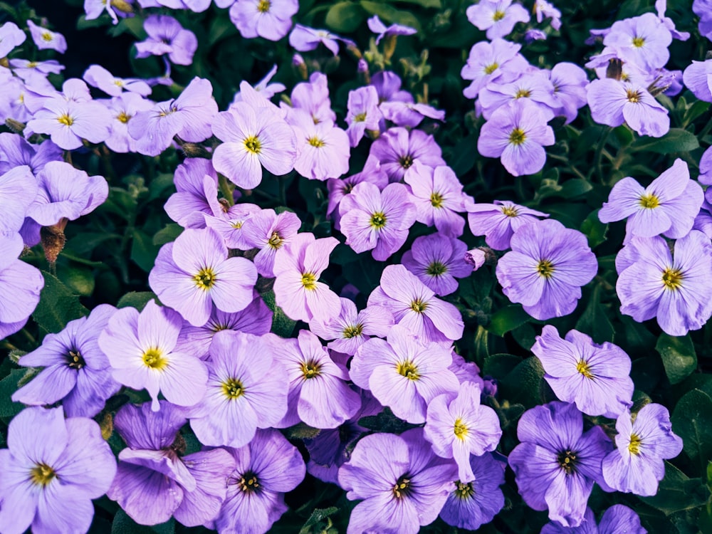 purple flowers with green leaves