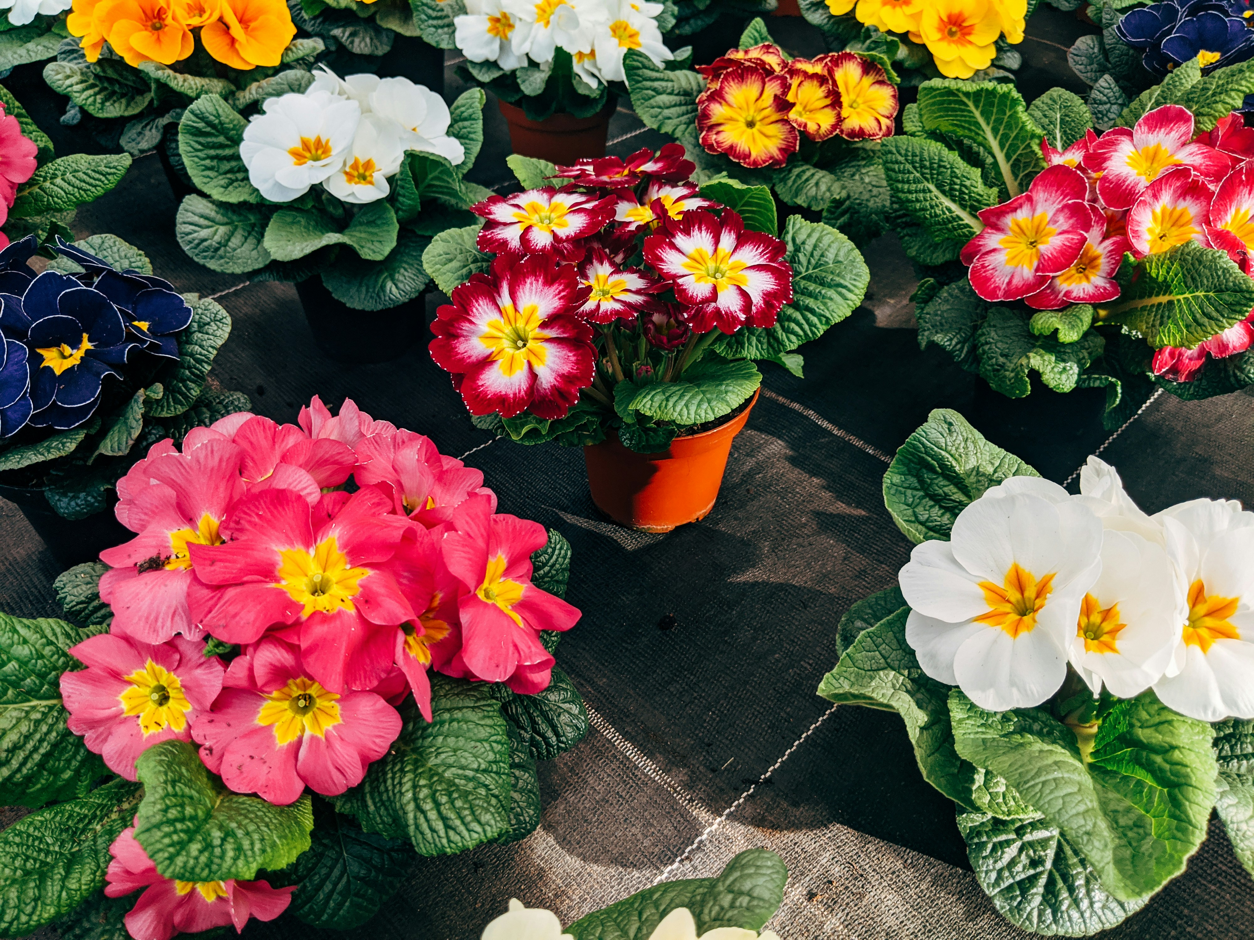 Photo by markuswinkler