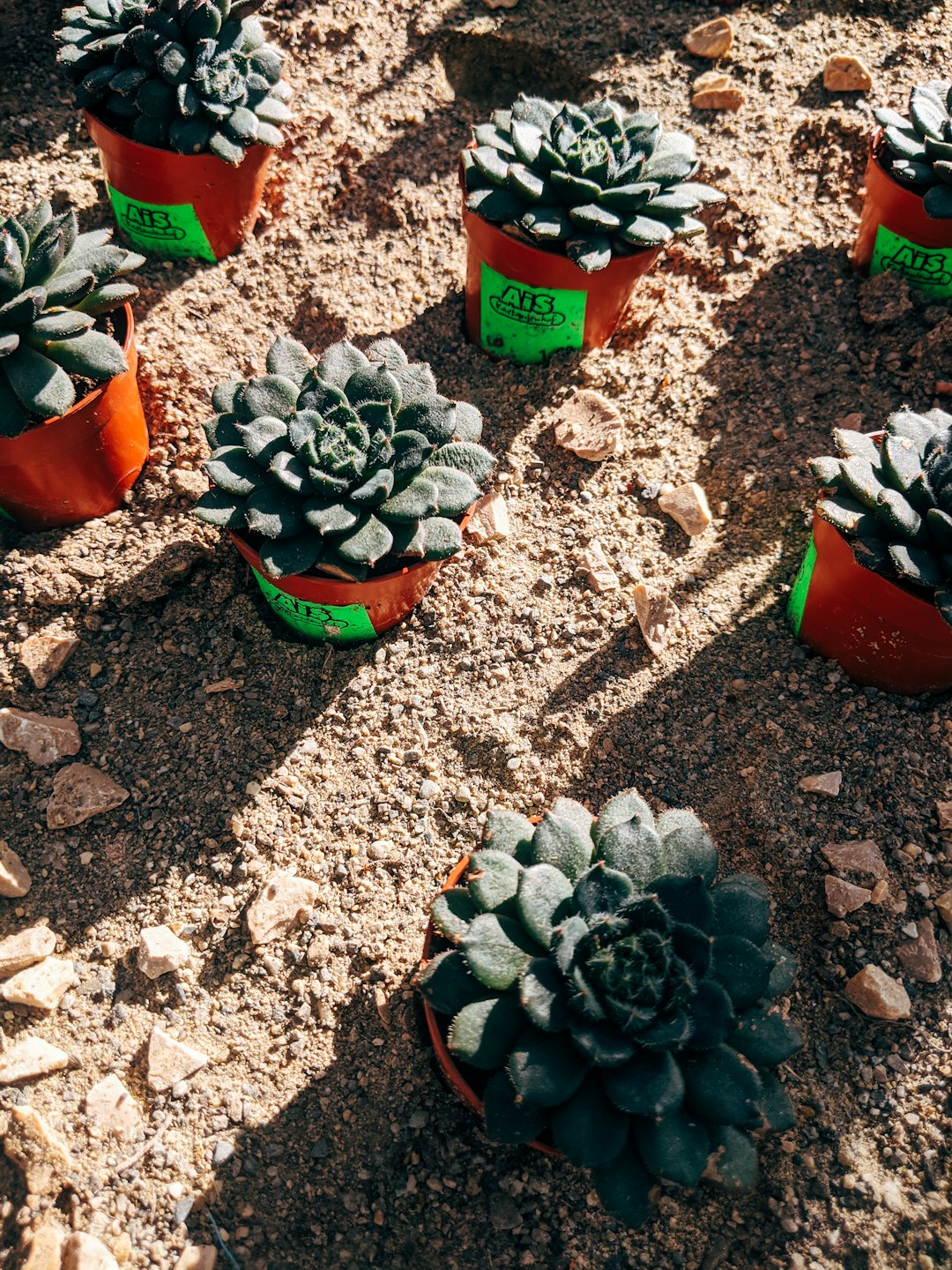 green succulent plants on brown soil