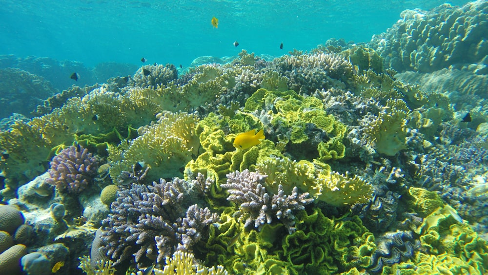 yellow and white fishes on body of water