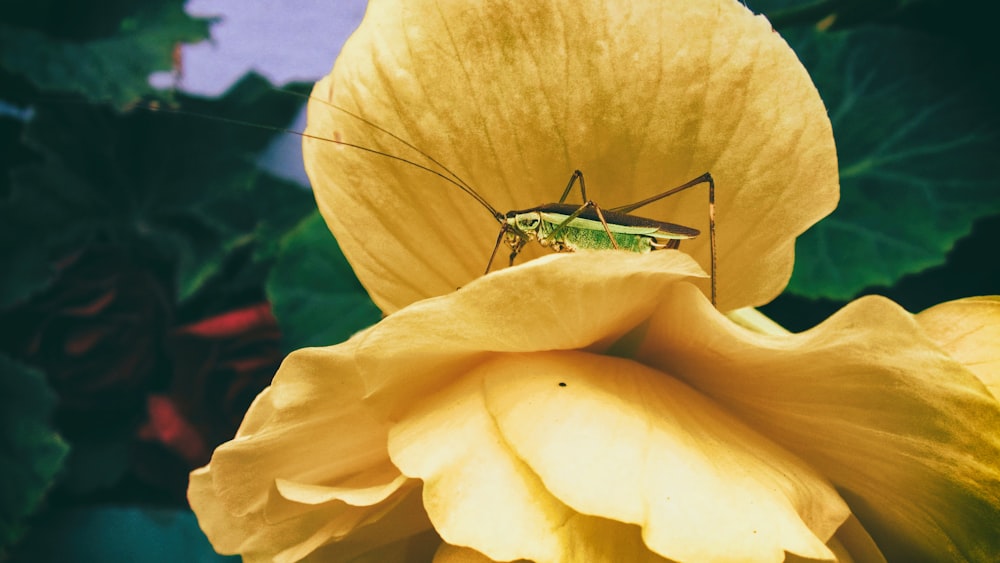 green grasshopper perched on yellow flower in close up photography during daytime