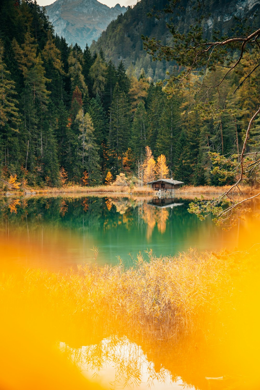 green trees beside lake during daytime