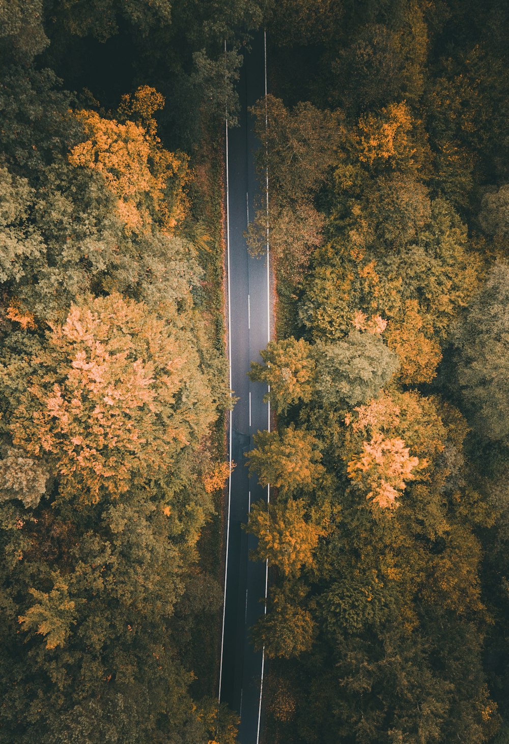 yellow and green trees during daytime