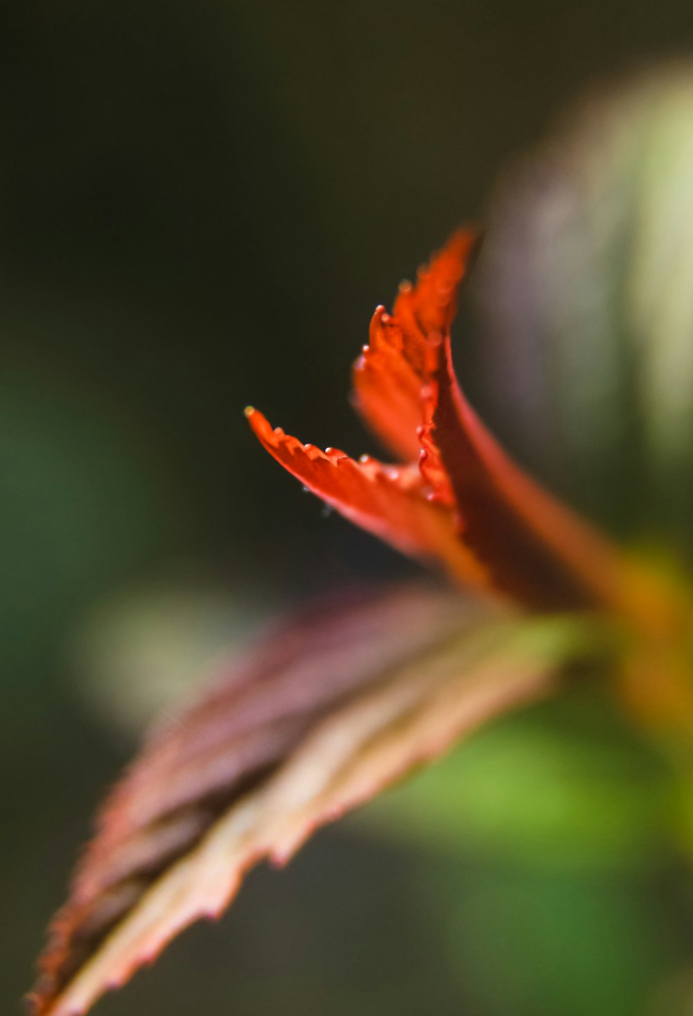 orange and green plant in close up photography