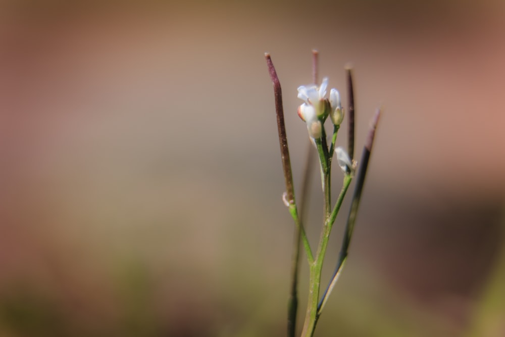 white flower bud in tilt shift lens