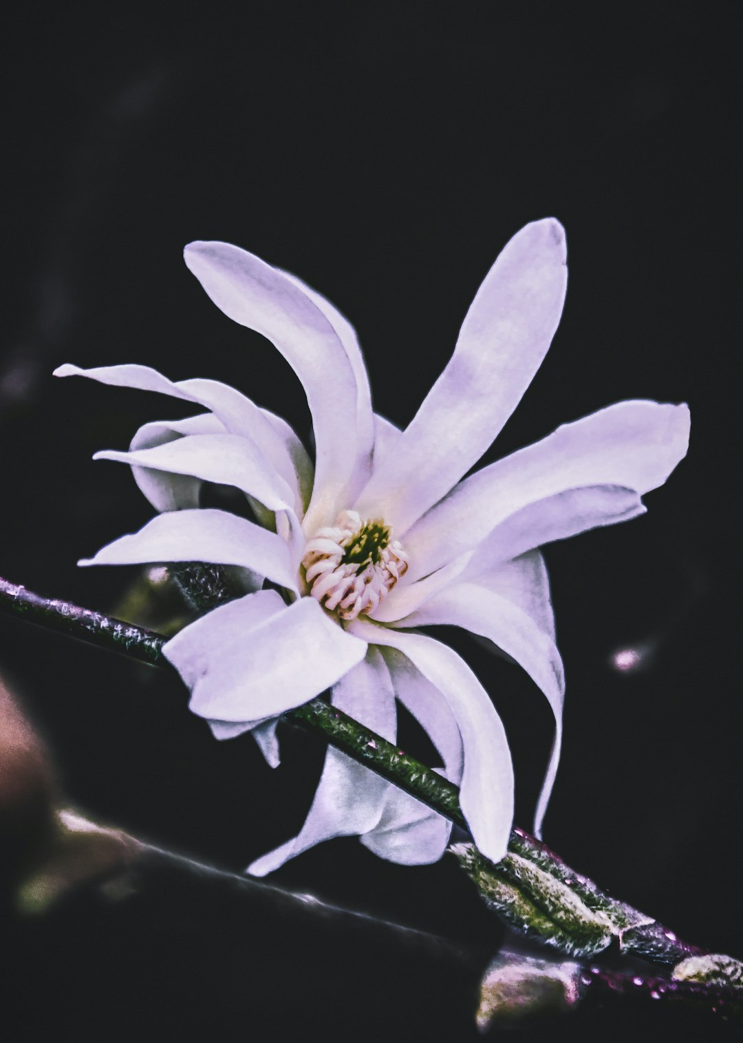 white flower on brown stem