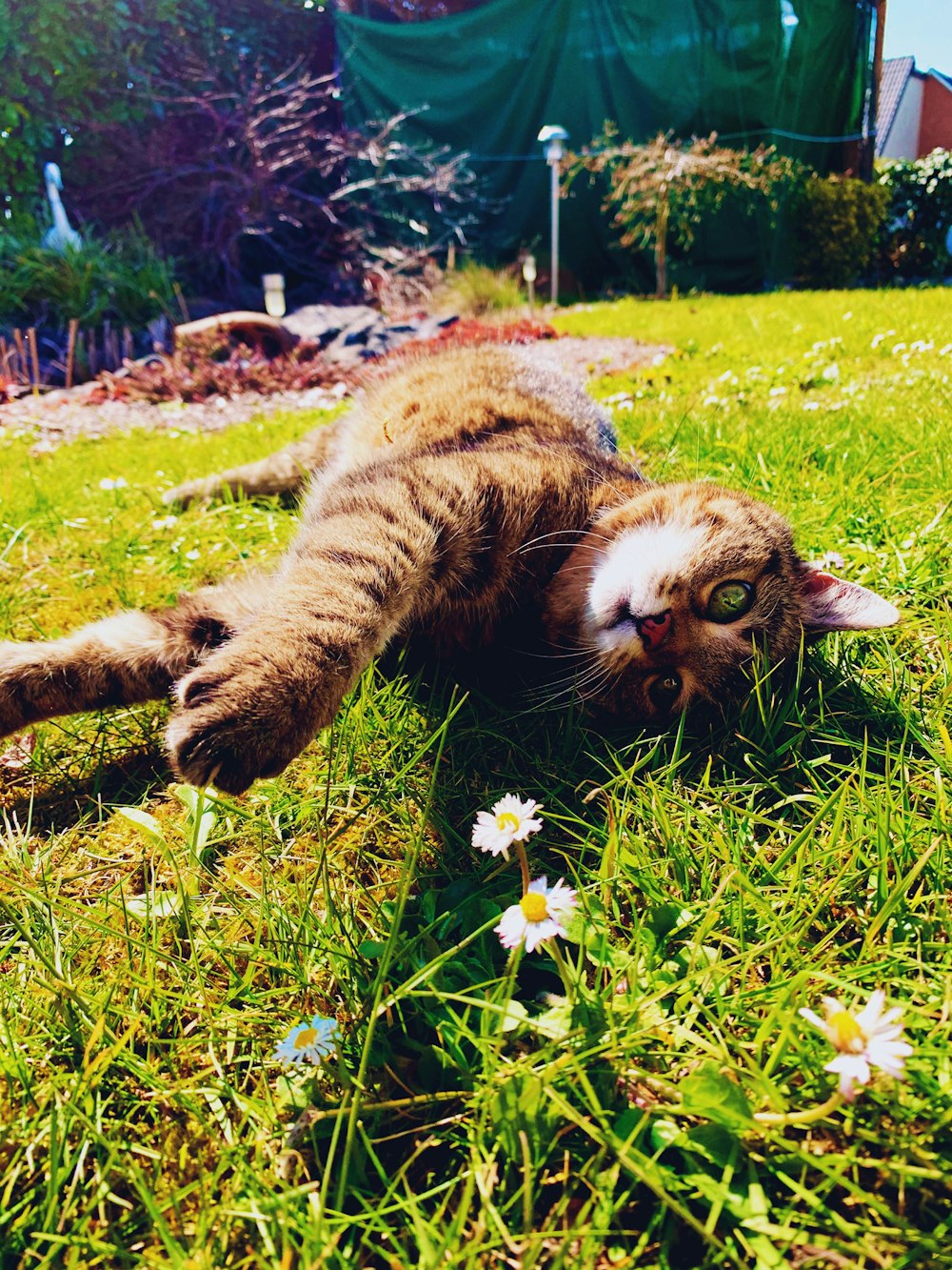 brown tabby cat on green grass field during daytime