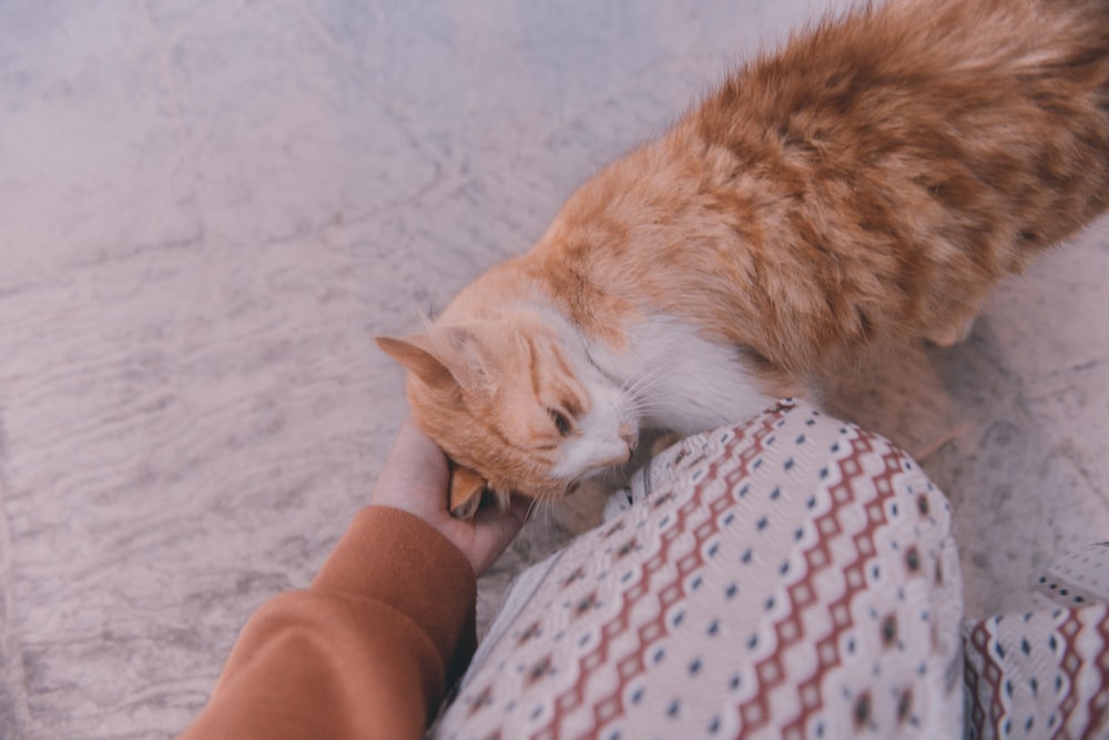 orange tabby cat on white and blue textile