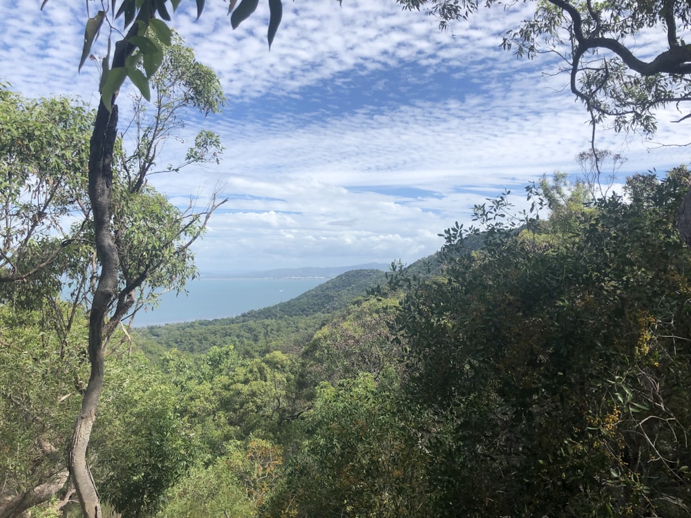 green trees on mountain under blue sky during daytime