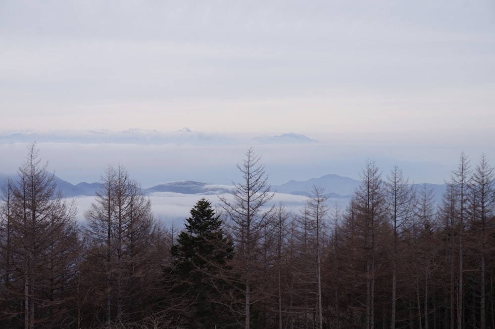 green trees on mountain during daytime