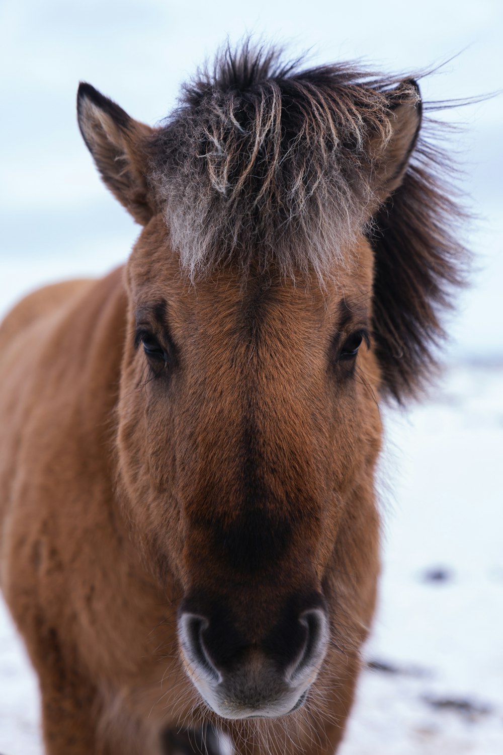 昼間の雪に覆われた地面に茶色の馬