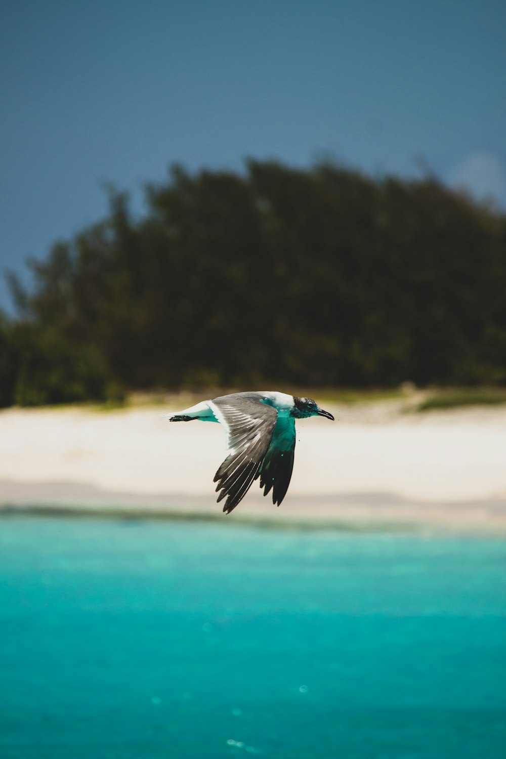 pássaro azul e branco voando sobre o mar durante o dia