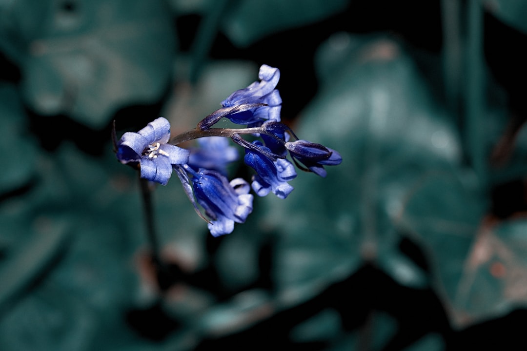 purple flower in tilt shift lens