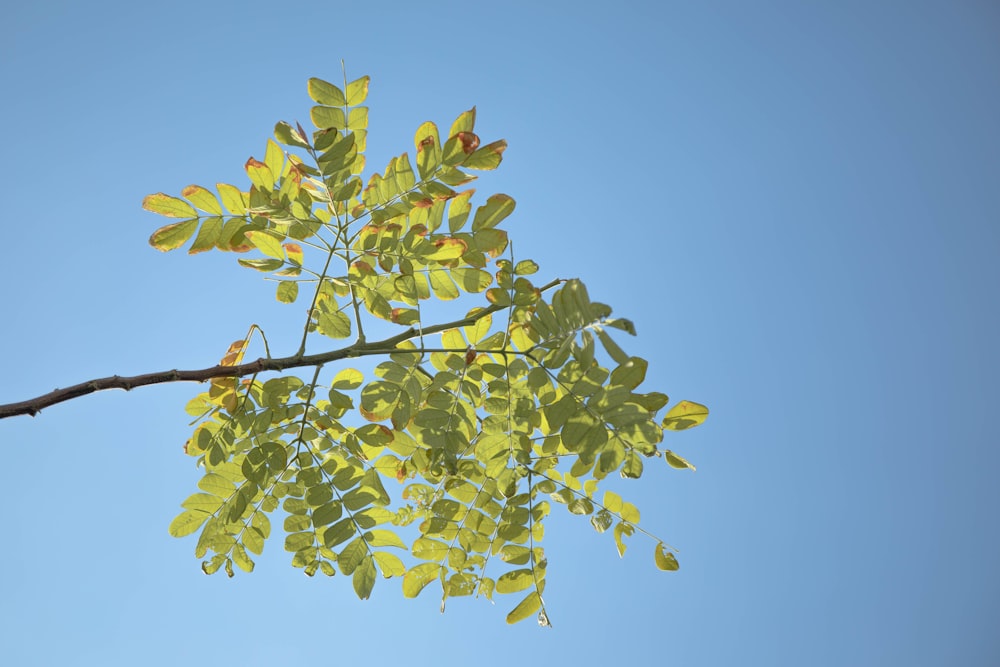 green leaves under blue sky during daytime