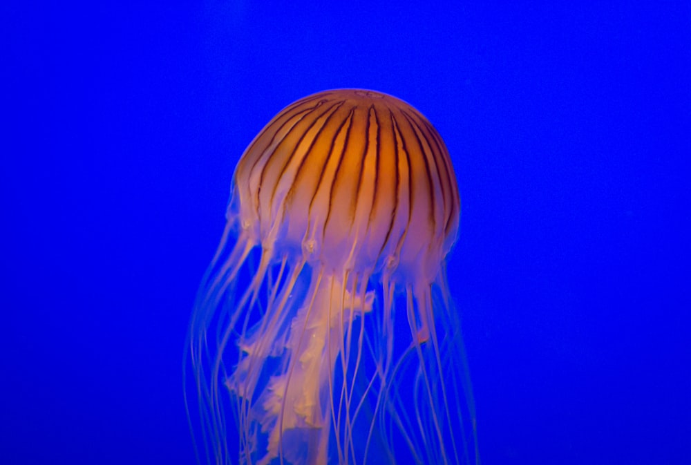 brown jellyfish in blue water