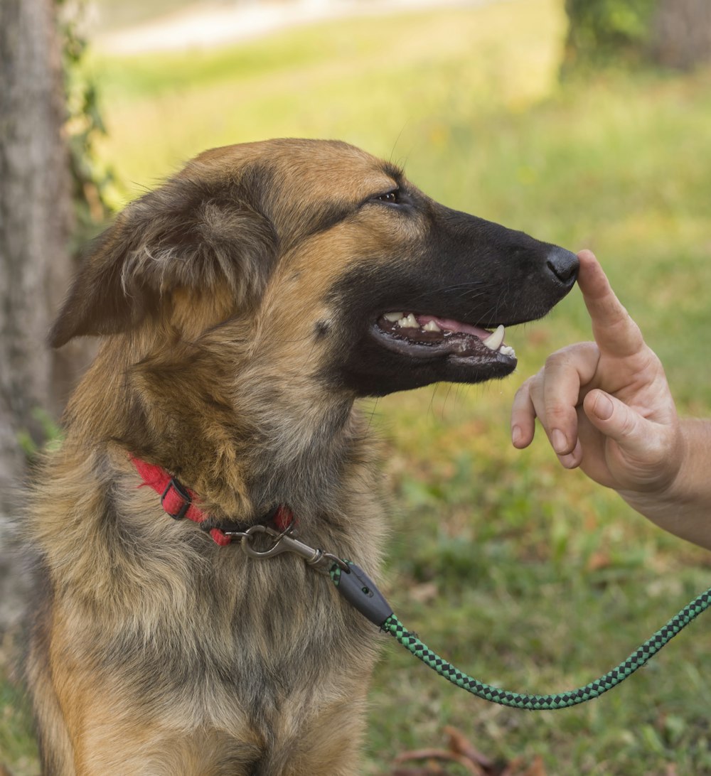 brown and black german shepherd