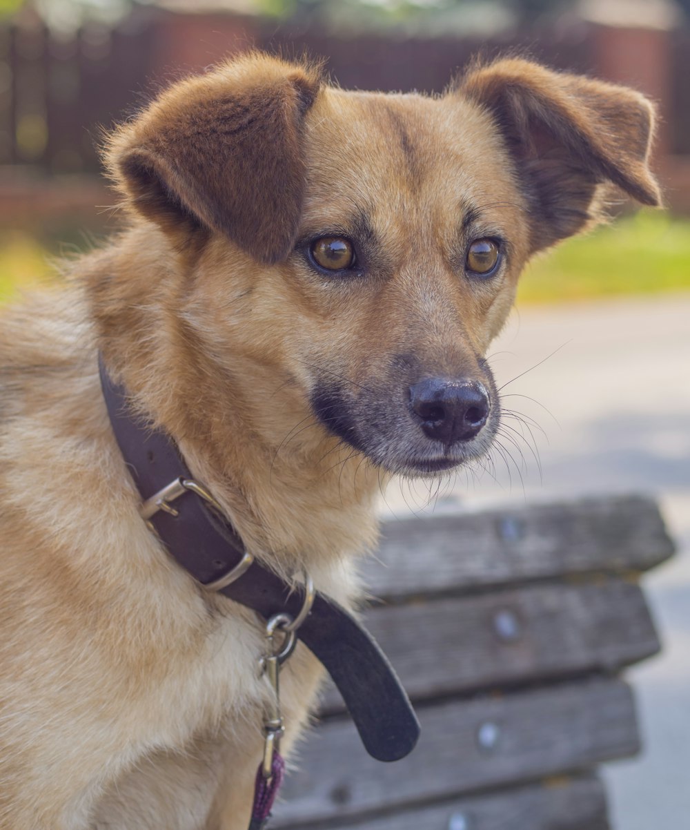 brown short coated dog with black leather collar