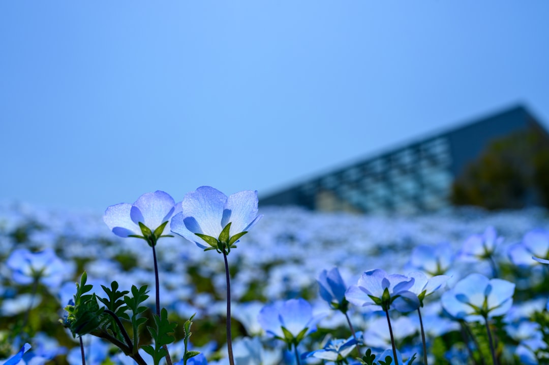 white flower with green leaves