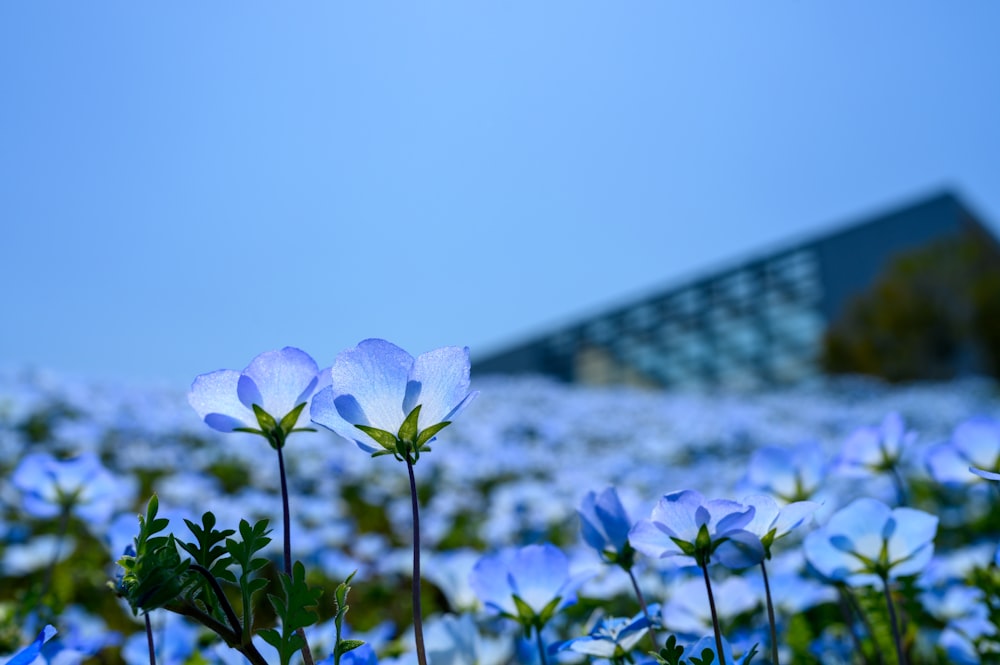 white flower with green leaves