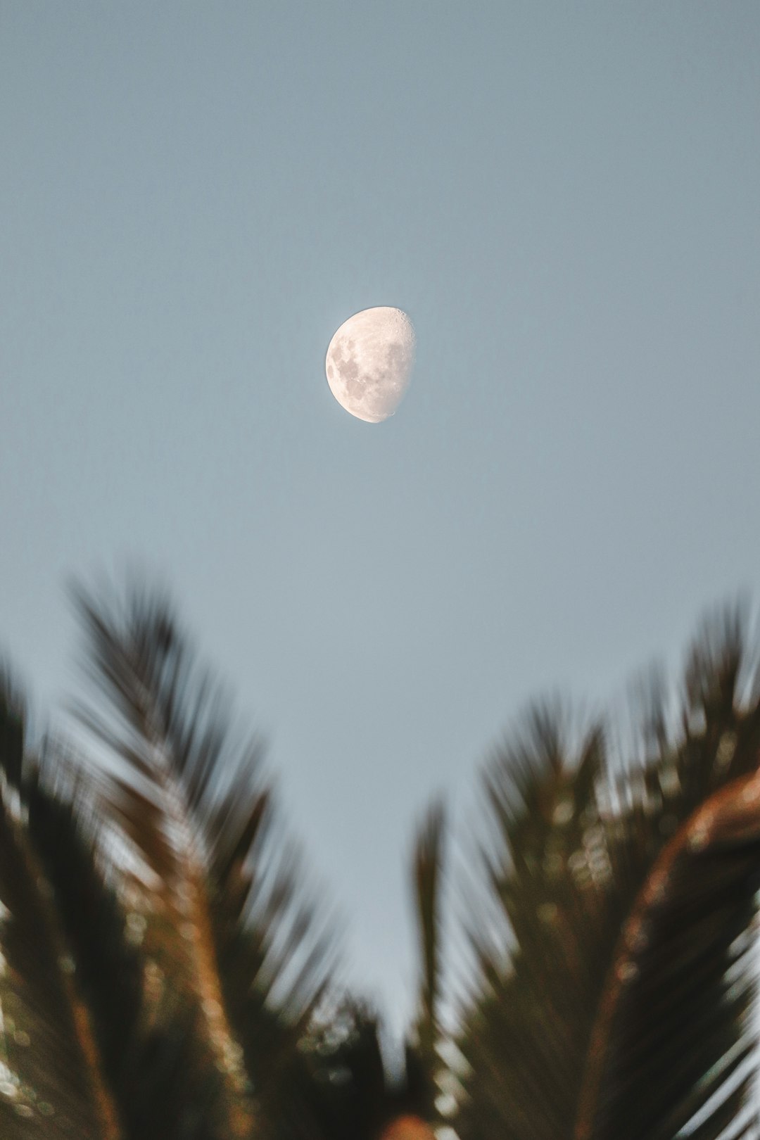 full moon over green trees