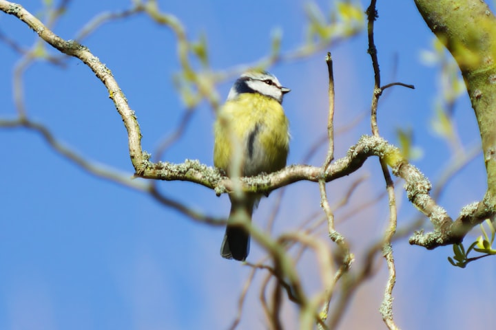 Birdbrain