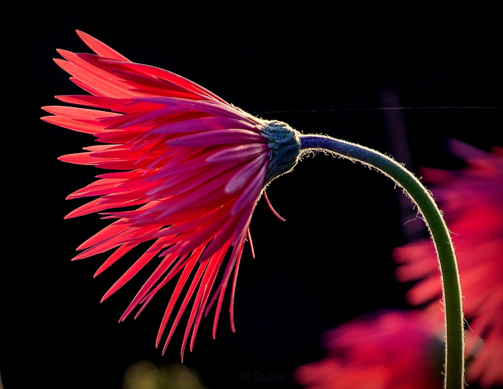 pink and blue flower in black background