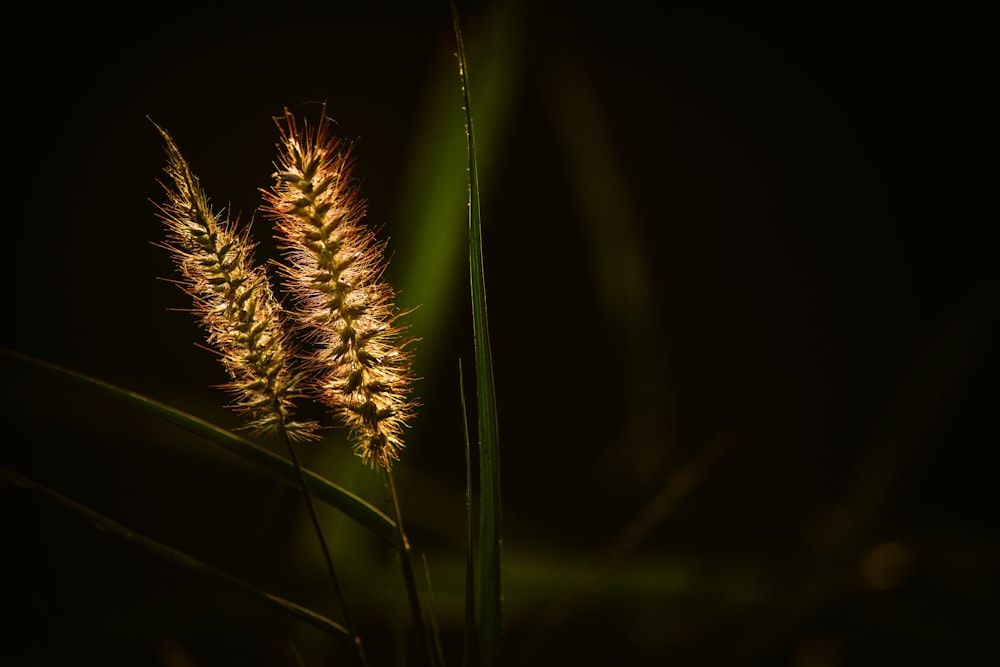 green plant in close up photography