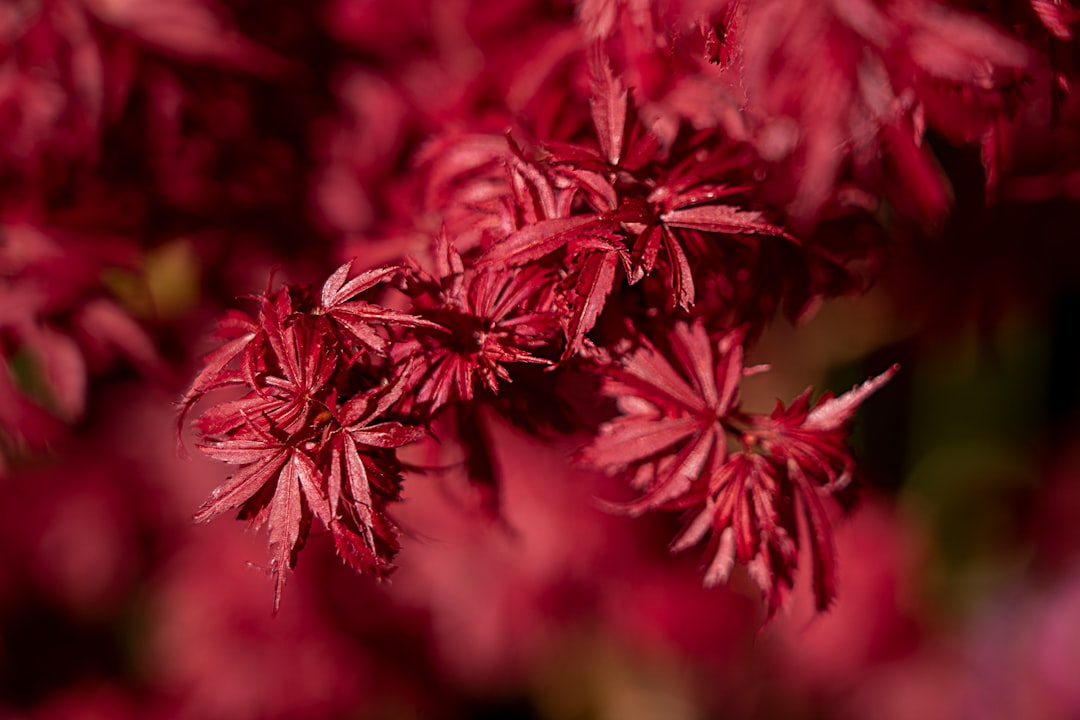 red and white flower in close up photography