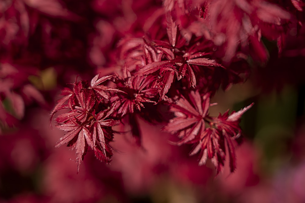 red and white flower in close up photography