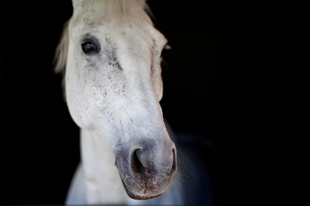 white horse head in close up photography