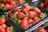 Bright red strawberries are neatly packed in clear plastic containers. The strawberries are fresh, with green leaves still attached, and are arranged with multiple containers visible in the background.