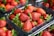 Bright red strawberries are neatly packed in clear plastic containers. The strawberries are fresh, with green leaves still attached, and are arranged with multiple containers visible in the background.