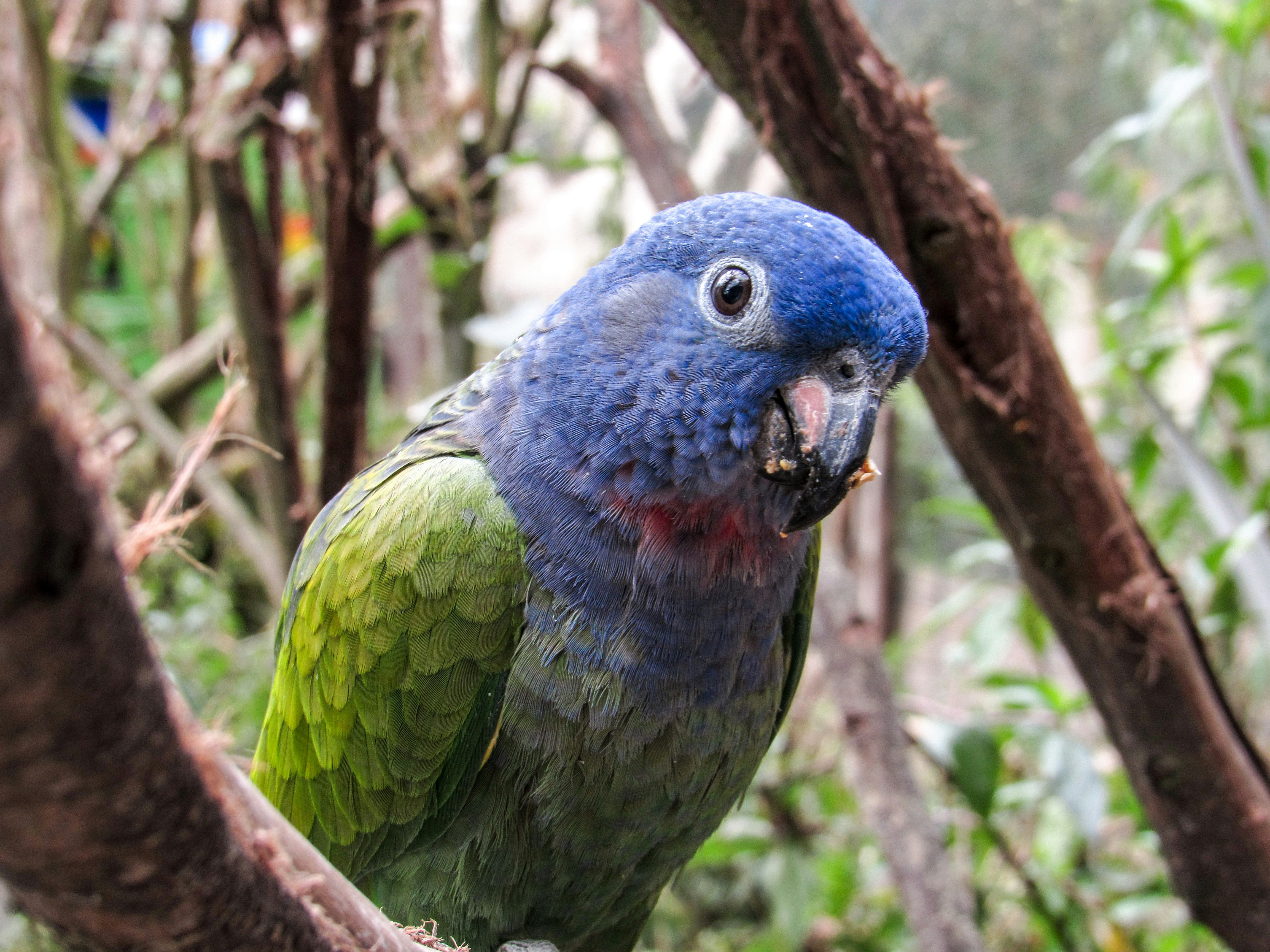 Cuenca, Ecuador - A blue-headed parrot at the Amaru Biopark in Cuenca, Ecuador 