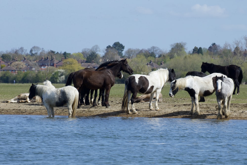chevaux blancs et bruns sur l’eau bleue pendant la journée