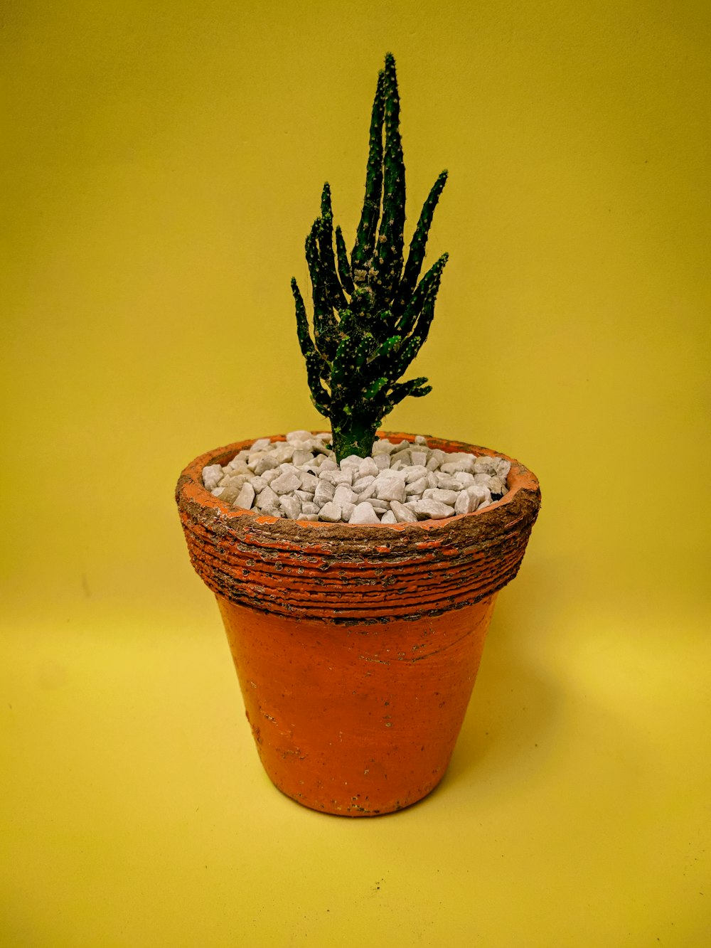 Planta de cactus verde en maceta de barro marrón