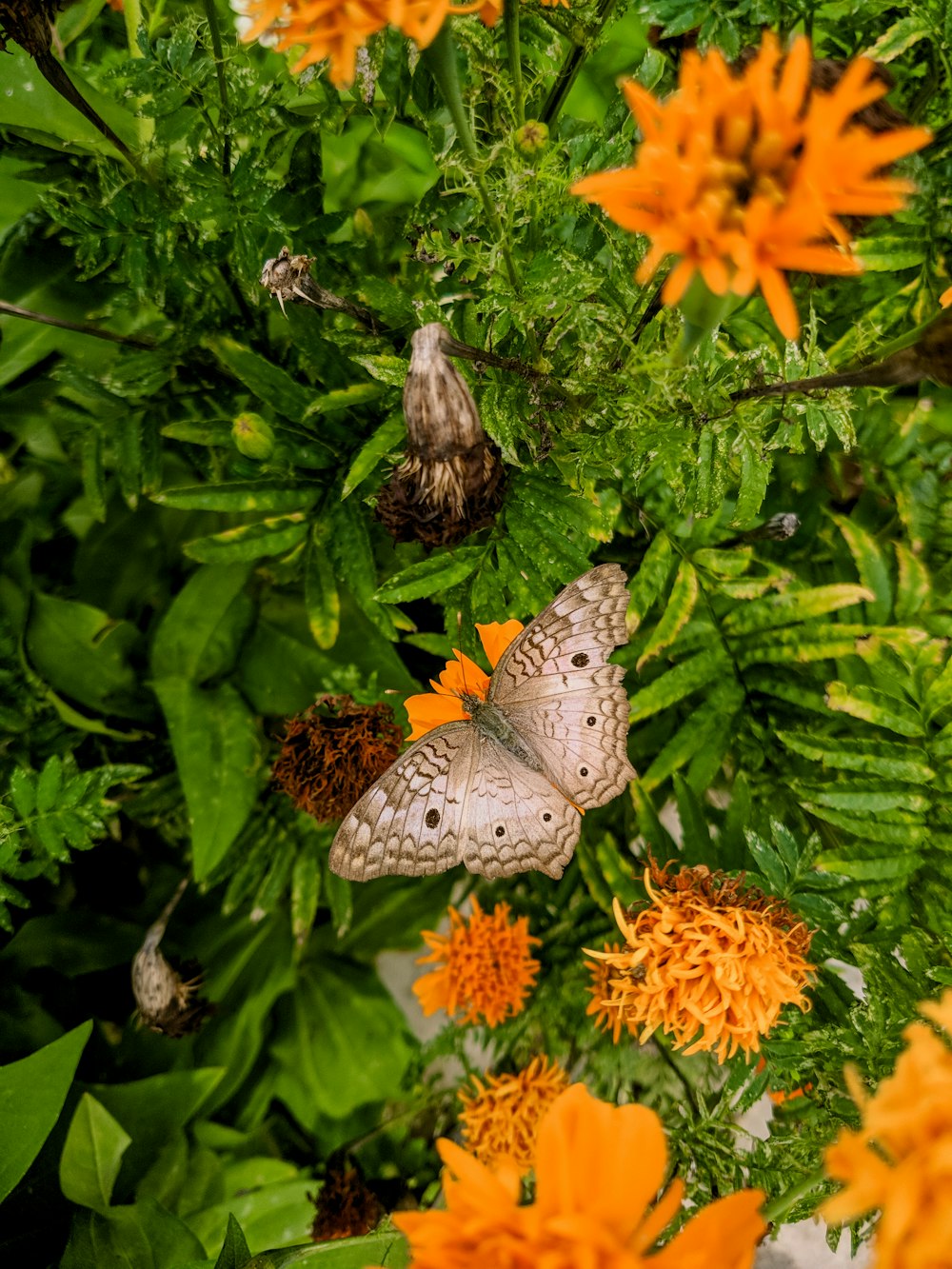 white and black butterfly on orange flower